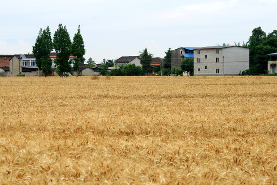 农家麦田