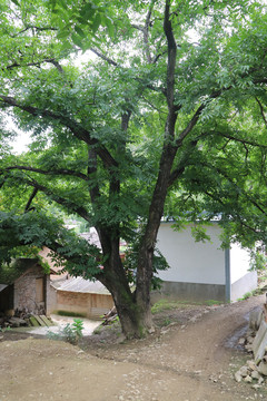 云南古核桃树