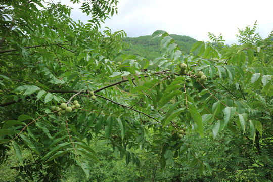 绿皮核桃