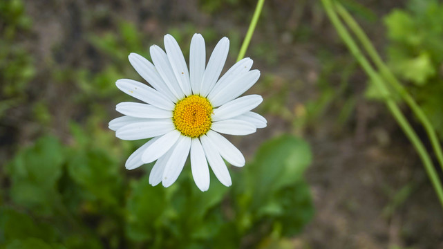 小雏菊