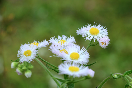 女菀