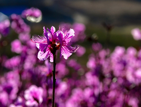 杜鹃花