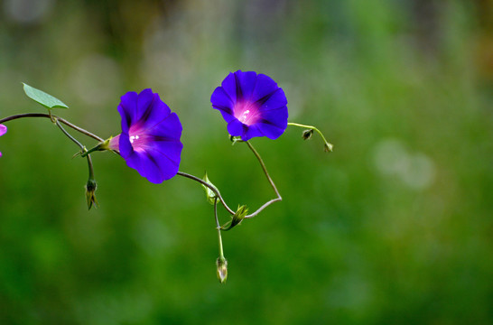 牵牛花