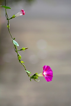 牵牛花