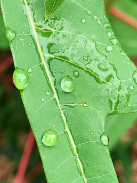 叶上雨滴