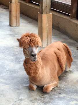 羊駝