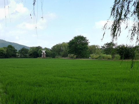 太湖湿地公园