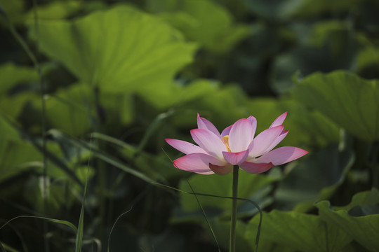 夏日荷花