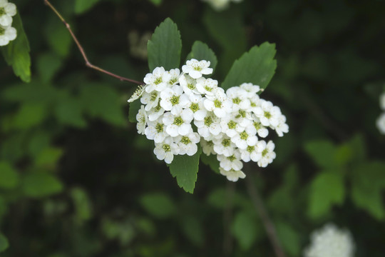 珍珠绣线菊