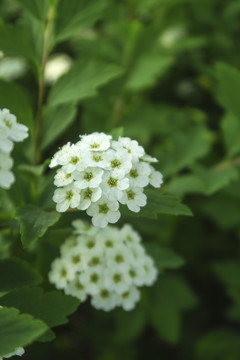 中華繡線菊