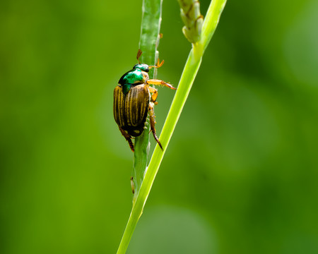 甲虫