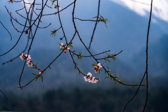 林芝桃花