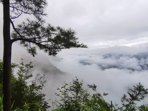 松树云海