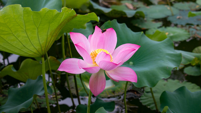 夏季盛开的莲花