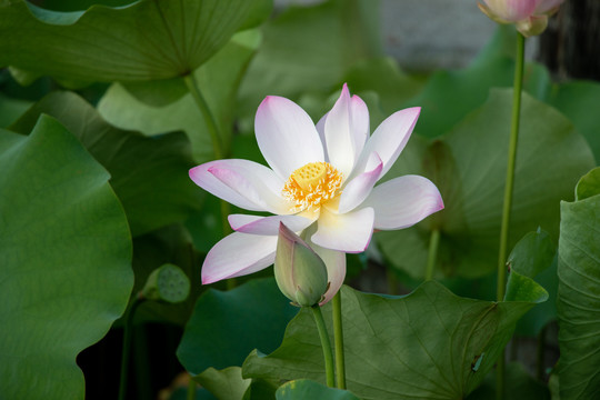 夏季盛开的莲花