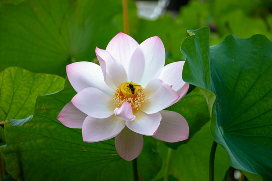 夏季盛开的莲花