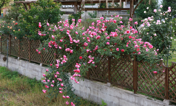 爬满围栏的蔷薇花