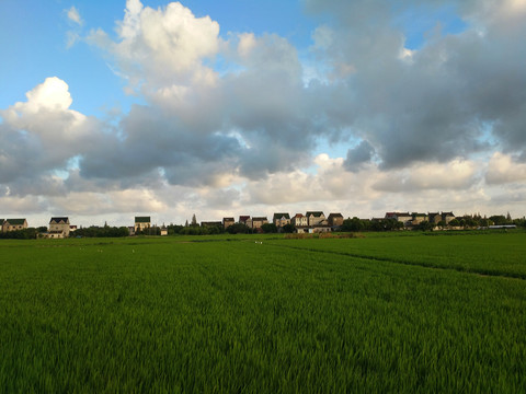 田野白鹭