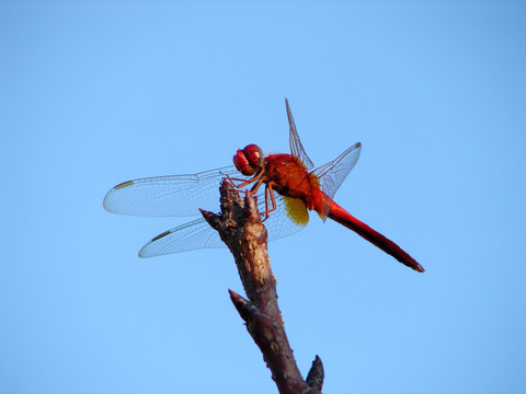 蓝天背景下一只美丽的红蜻蜓