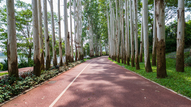 林荫小路阳光桉树林