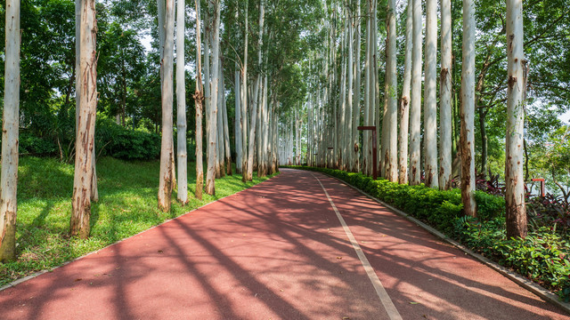 林荫小路阳光桉树林