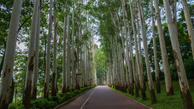 林荫小路阳光桉树林