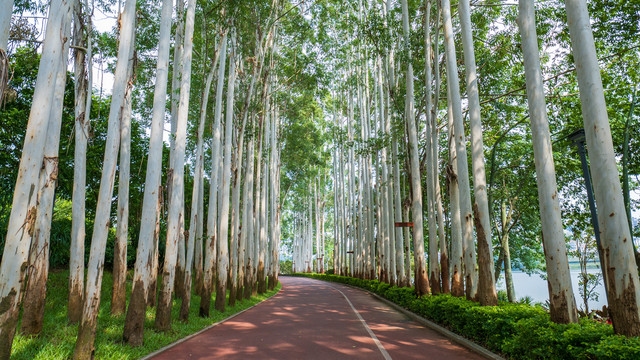 林荫小路阳光桉树林