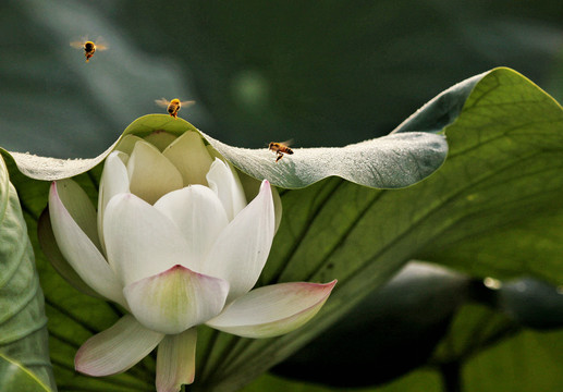 蜜蜂与荷花