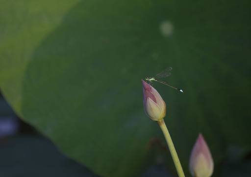 荷花与蜻蜓