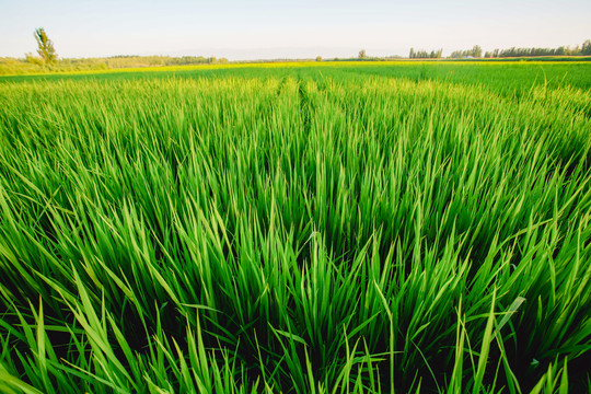 新疆察布查尔县水稻种植