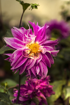 姹紫嫣红的牡丹花