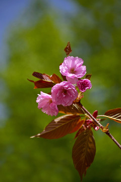 樱花