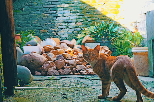 院里的橘猫
