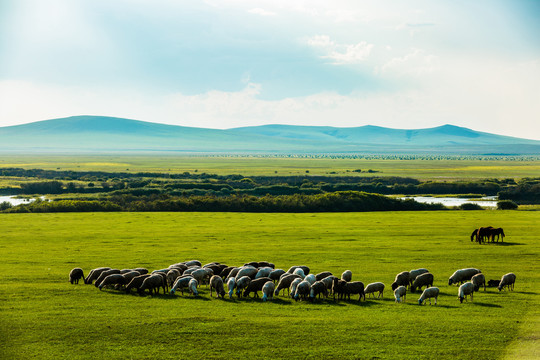 夏季草原羊群马群