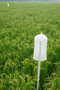 生态水稻