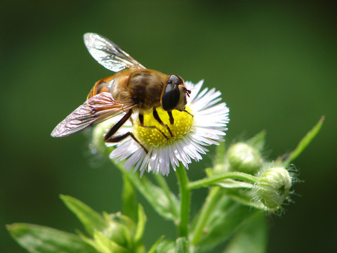 拟态蜜蜂的管蚜蝇在花朵上采蜜