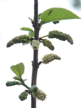 桑科植物构树的花序