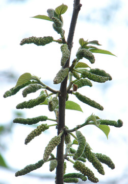 桑科植物构树的花序