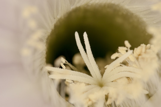 仙人球花花蕊