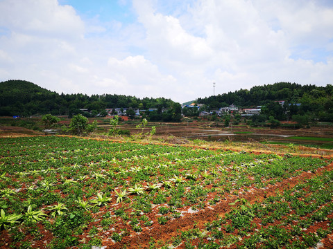 田园