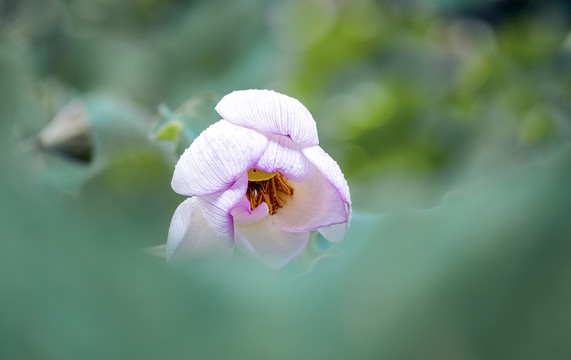 梦幻荷花