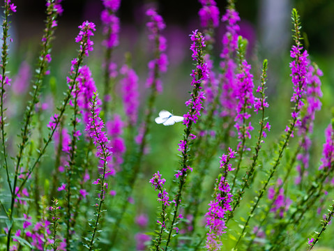 一只白蝴蝶在花丛中飞舞