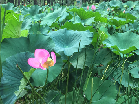 荷花花瓣坠落