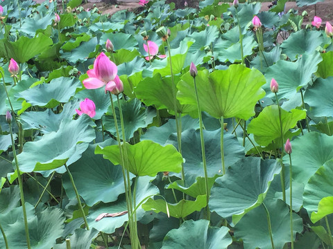 接天莲叶无穷碧