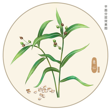 手繪薏仁插畫