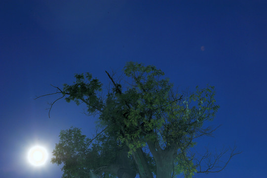月亮下的树