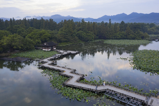 杭州西湖十景曲院风荷