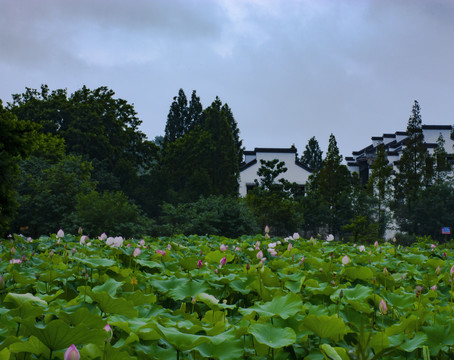 荷花池