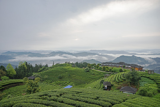 三江布央茶场