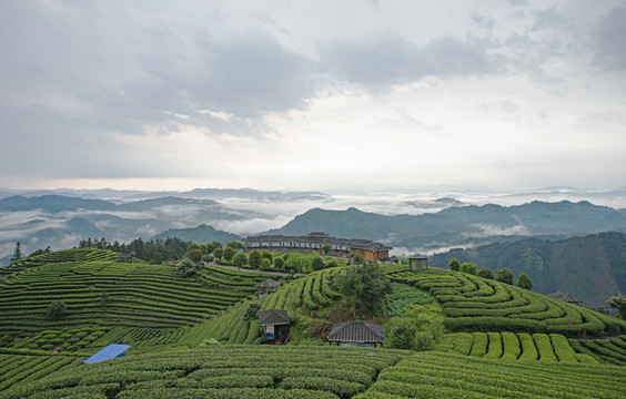 三江布央茶场